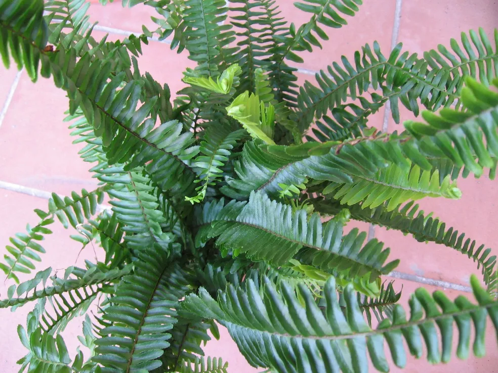 cordifolia-samambaia