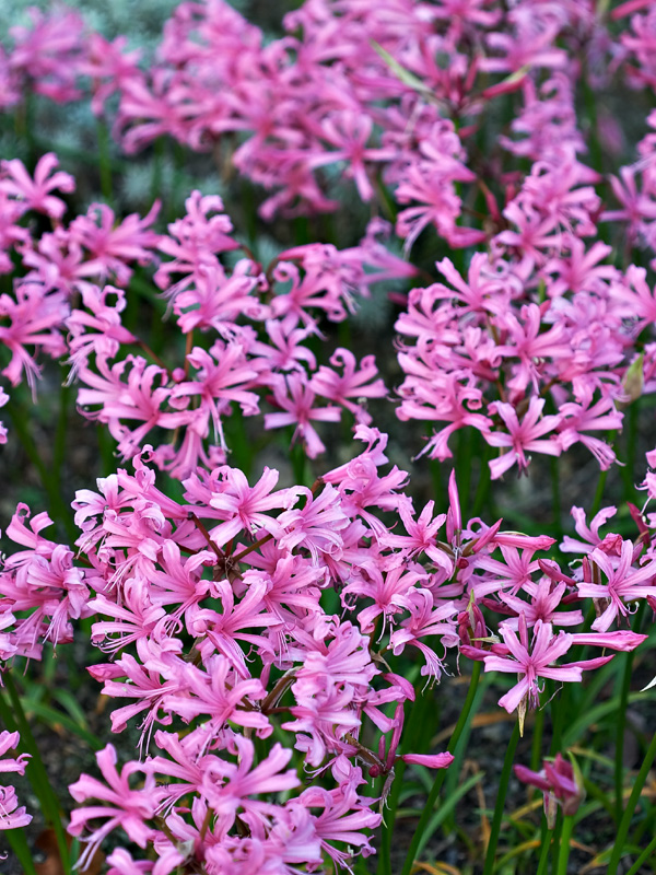 nerine_bowdenii1