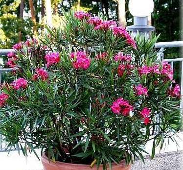 nerium oleander