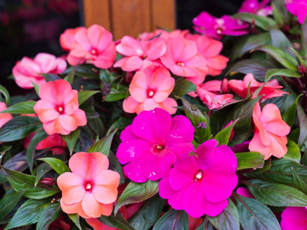 Como cuidar da flor Impatiens - PlantaSonya - O seu blog sobre cultivo de  plantas e flores