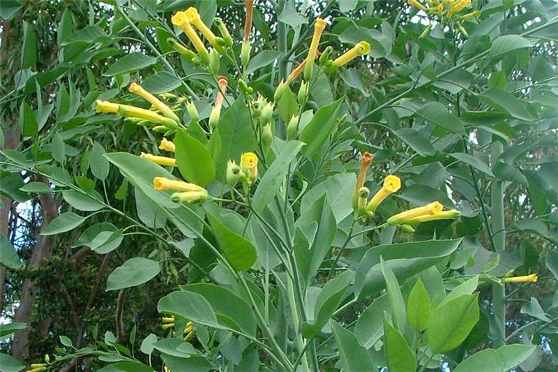 nicotiana_glauca