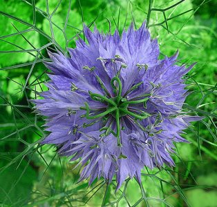 nigella_damascena