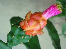 nopalea_cochenillifera