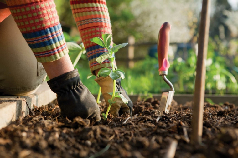 nutrientes para as plantas