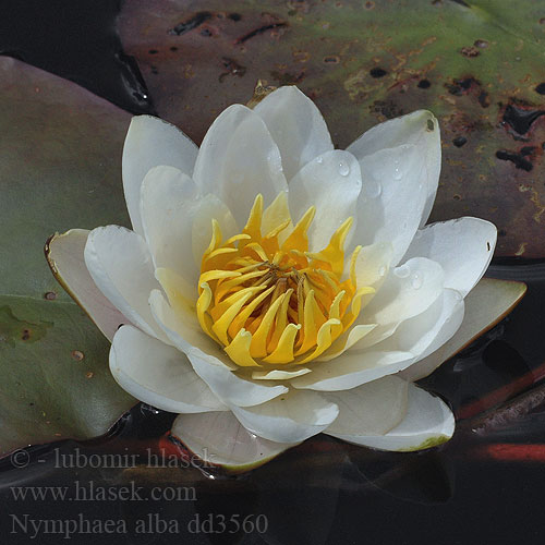 nymphaea_alba