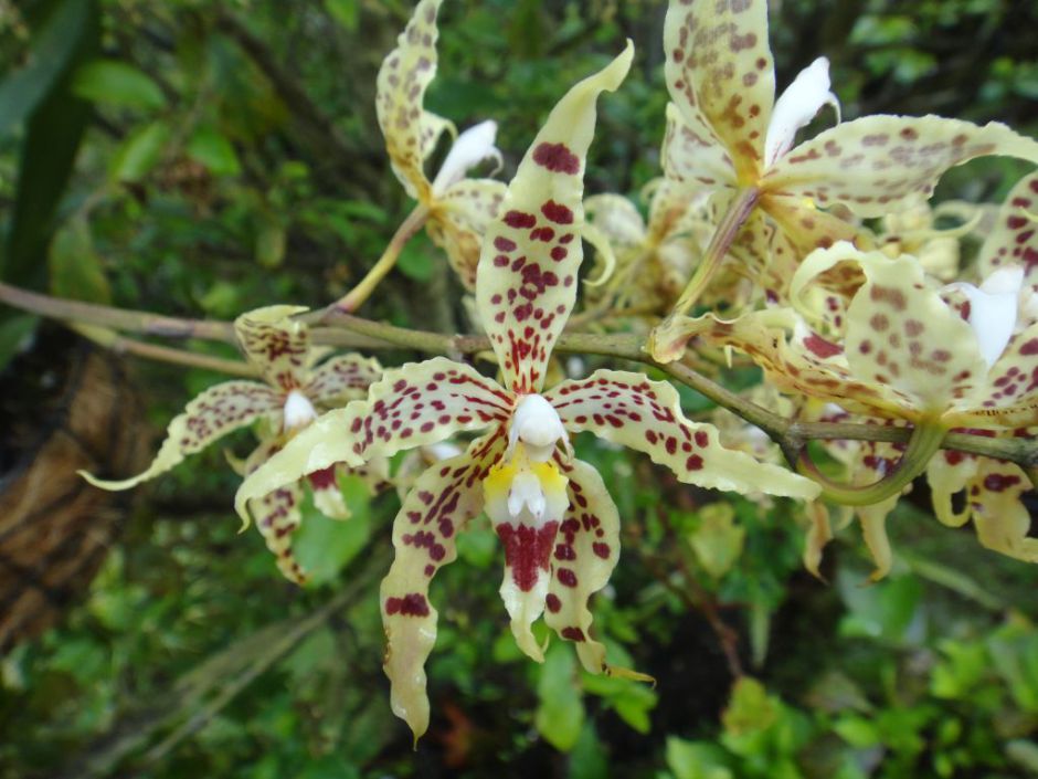 odontoglossum-gloriosum-3