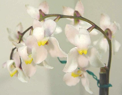 odontoglossum_pulchellum