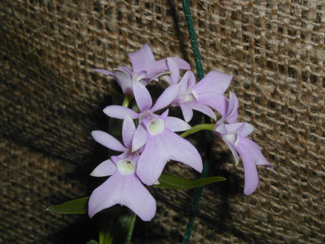 oerstedella_centradenia