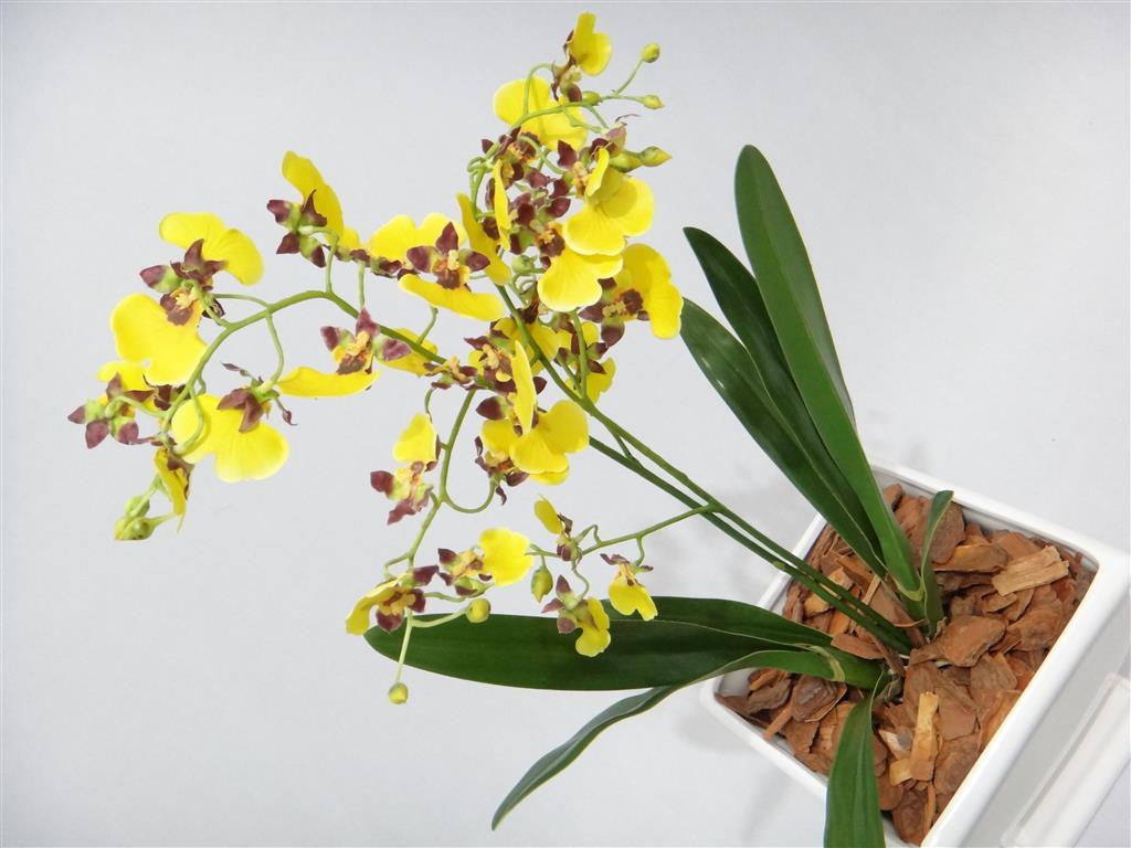 oncidium-amarelas (Medium)