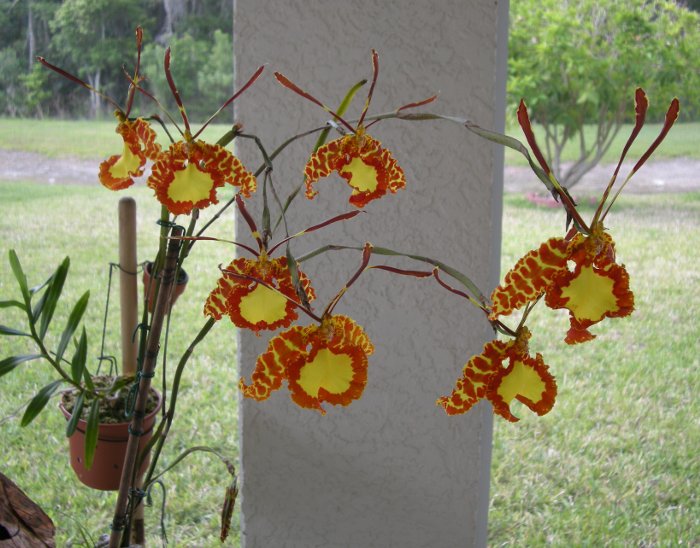 oncidium papilio