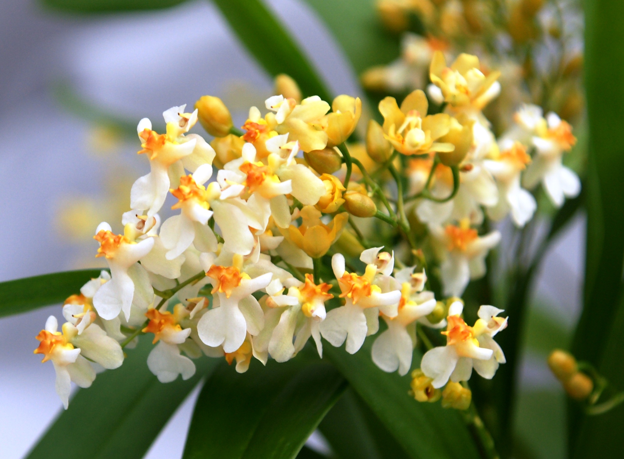 oncidium twinkle jasmin