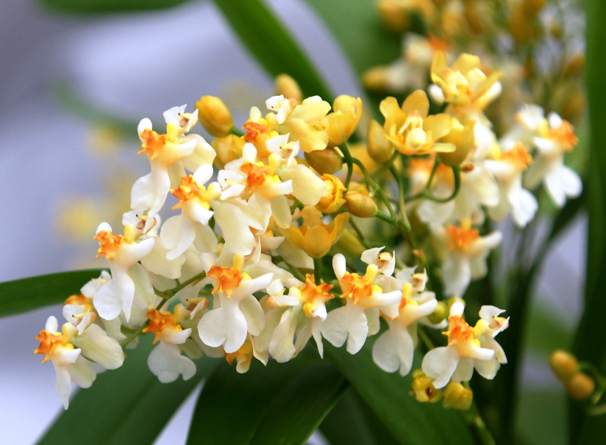 oncidium twinkle jasmin