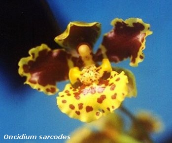 oncidium