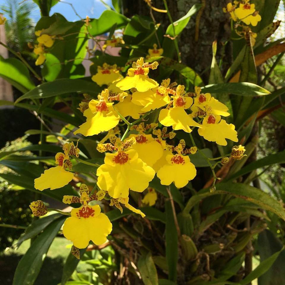 oncidium