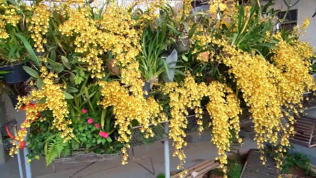 oncidium