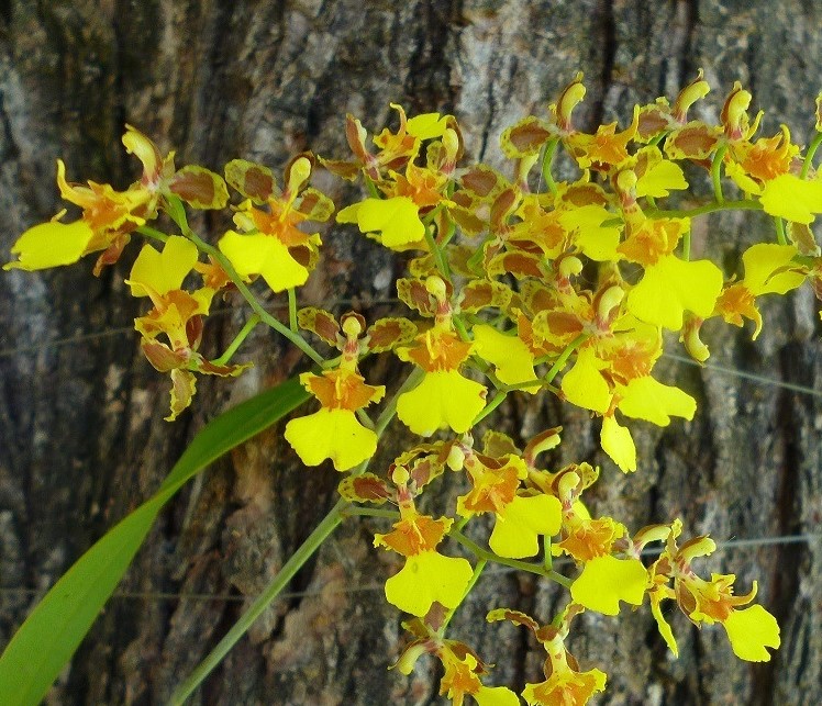 oncidium