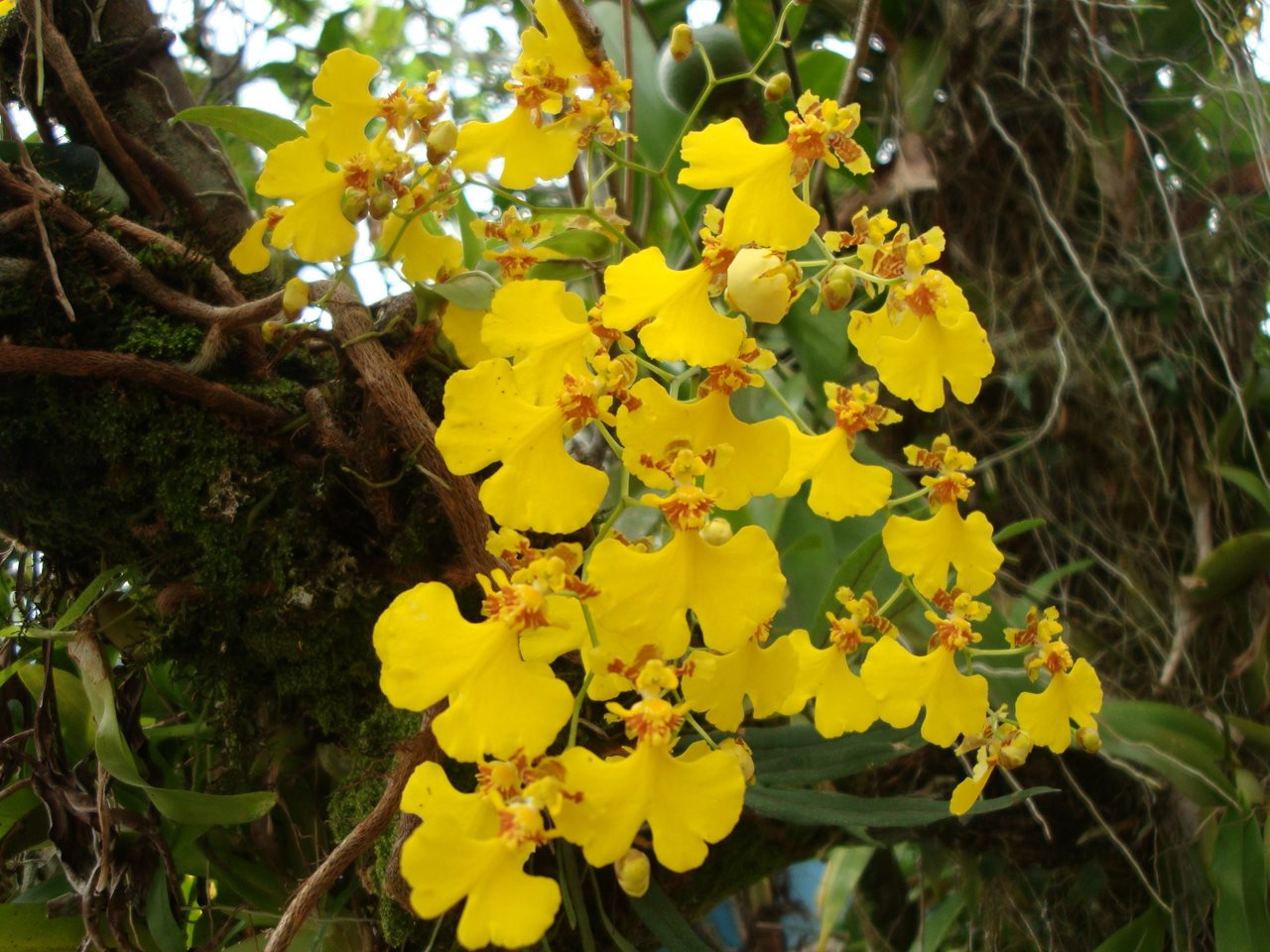 oncidium