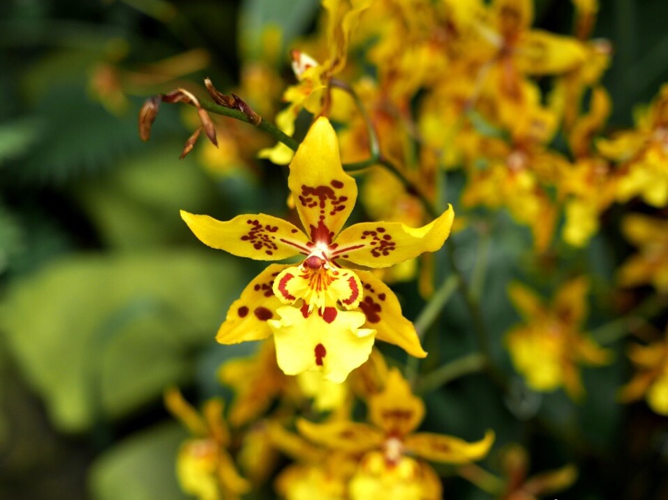 oncidium