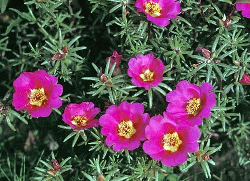 onze-horas Portulaca