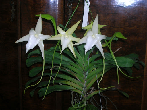 orquídea cometa
