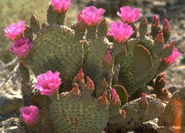 opuntia brasilis