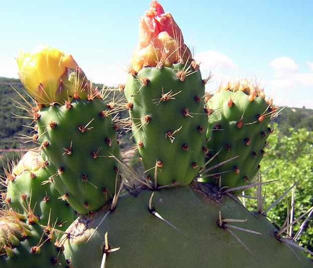 opuntia-ficus-indica-chumbera-nopal