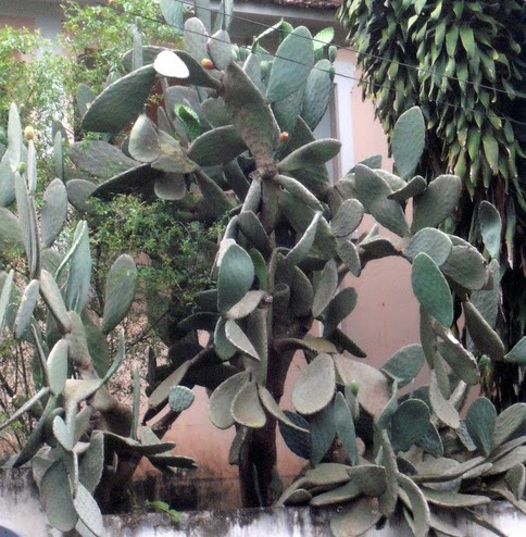 opuntia ficus-indica