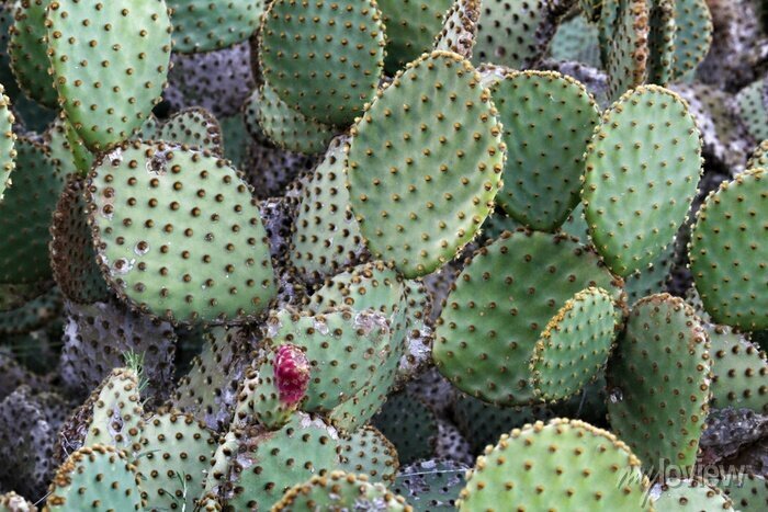 opuntia-microdasys