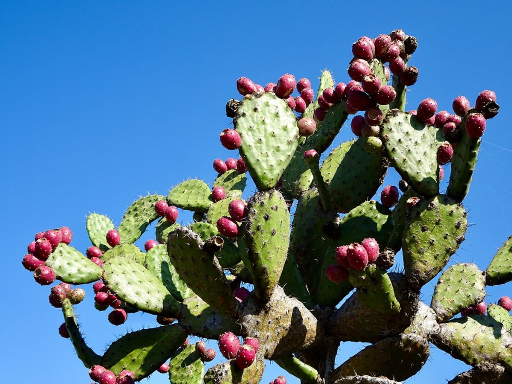 opuntia ssp.