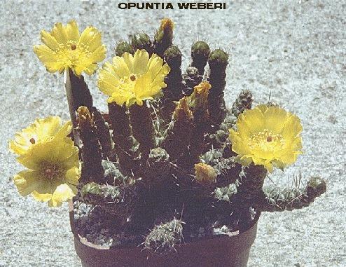 opuntia weberi