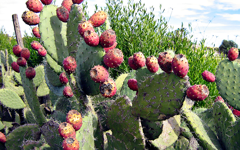 opuntia