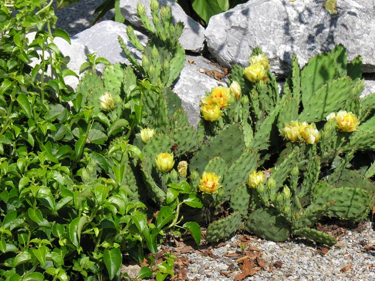 opuntia_humifusa