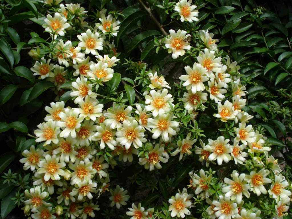 ora-pro-nóbis ( Pereskia aculeata) ora-pro-nóbis ( Pereskia aculeata)