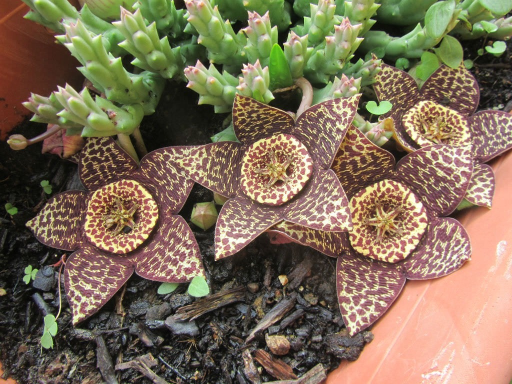 orbea-variegata-