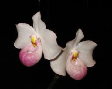 orchid-paphiopedilum