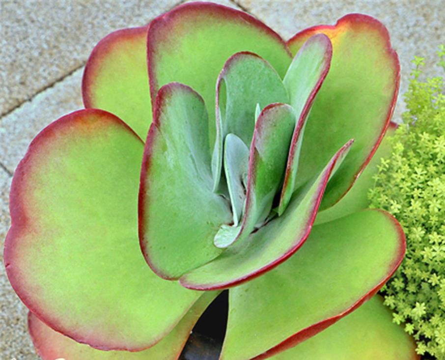 kalanchoe-thyrsiflora