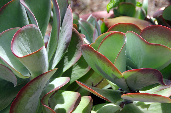 kalanchoe-thyrsiflora