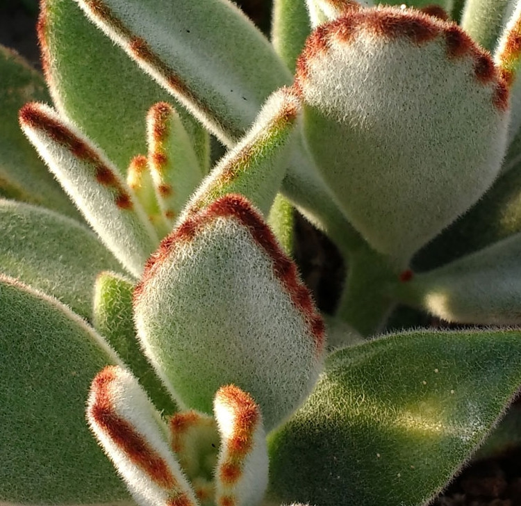 orelha-de-gato-kalanchoe-tomentosa._2