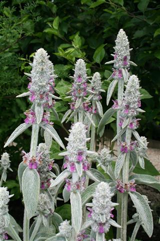 orelha-de-lebre (Stachys byzantina