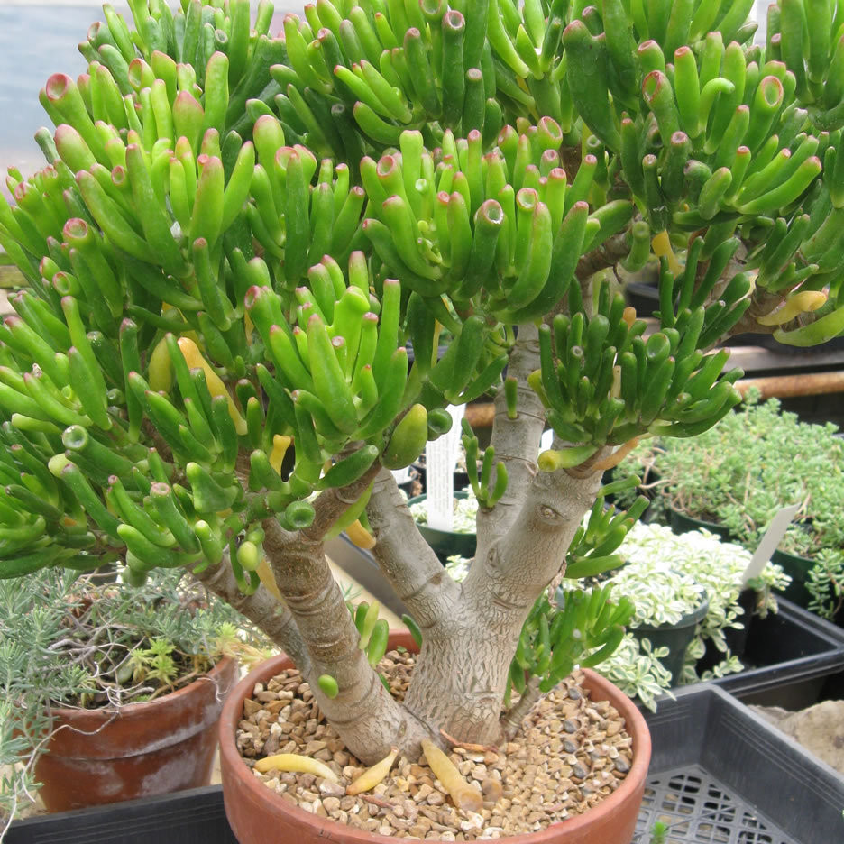 orelha-de-shrek-crassula-ovata-gollum-2.