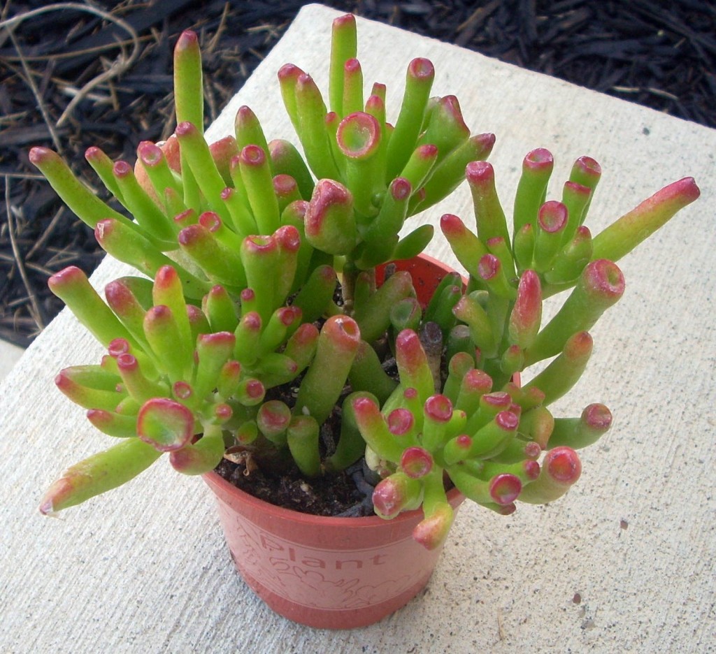 crassula-ovata-gollum