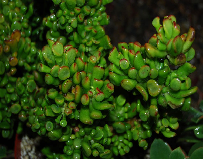 orelha-do-shereck-crassula-ovata