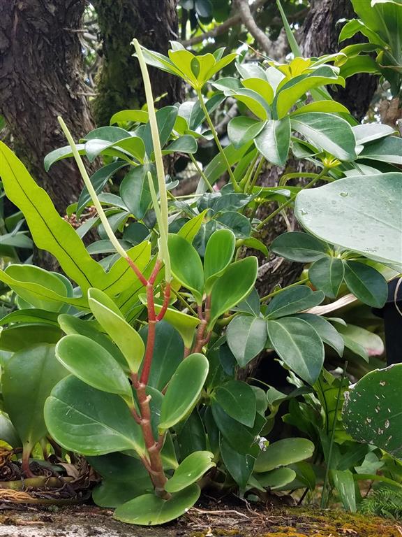 Peperomia obtusifolia 