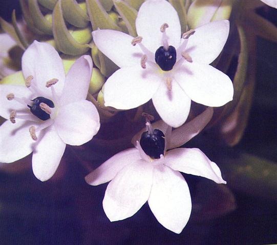 ornithogalum