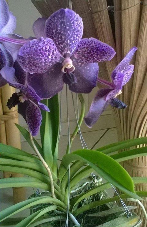 orq.vanda