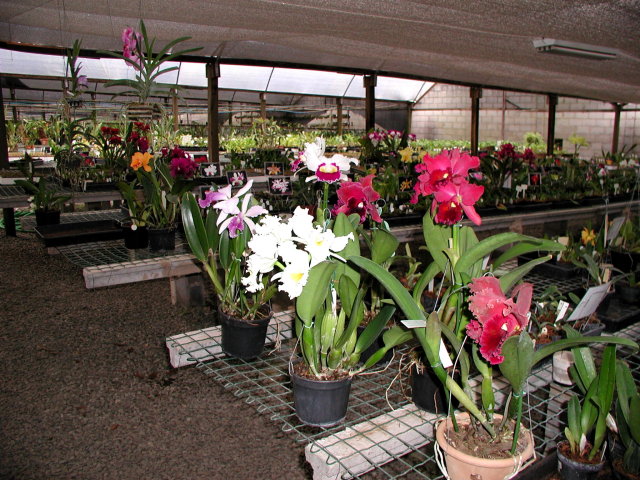 orquídeas