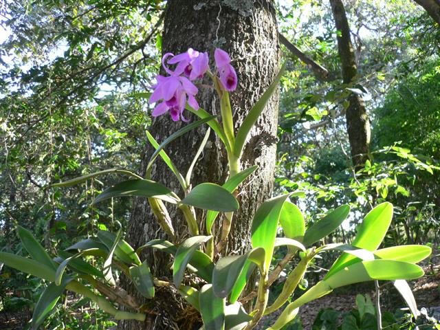 orquidea