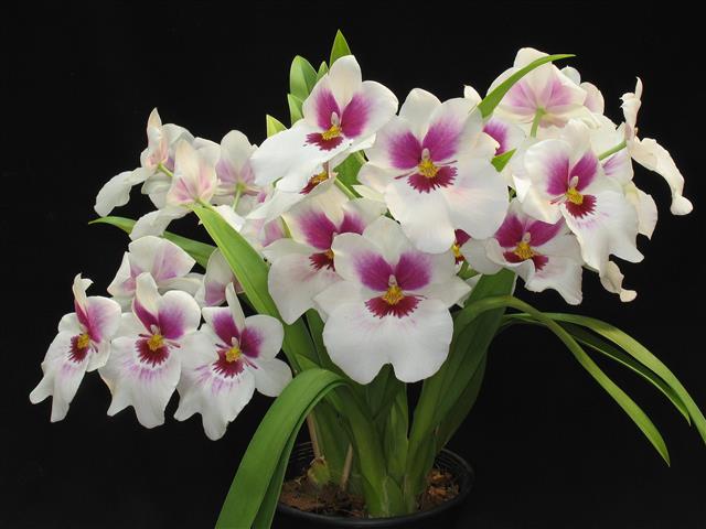 orquidea-3