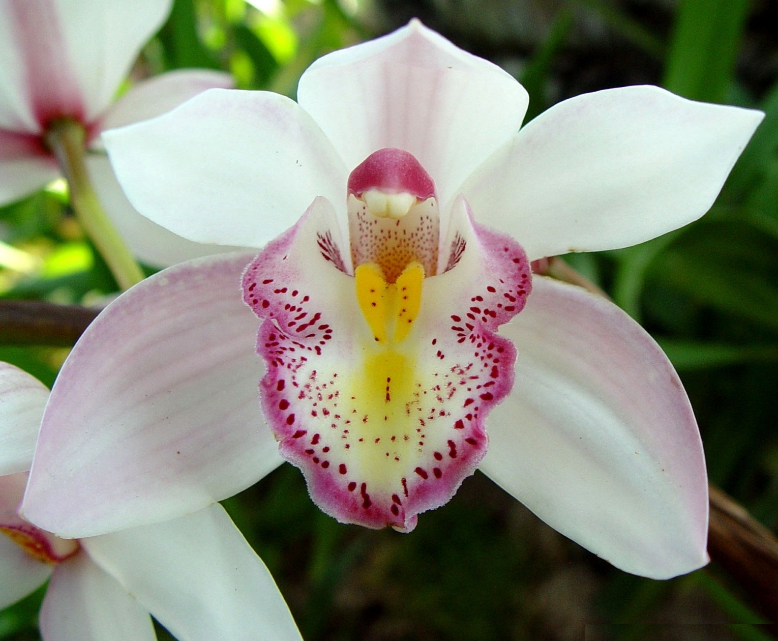 orquidea-9