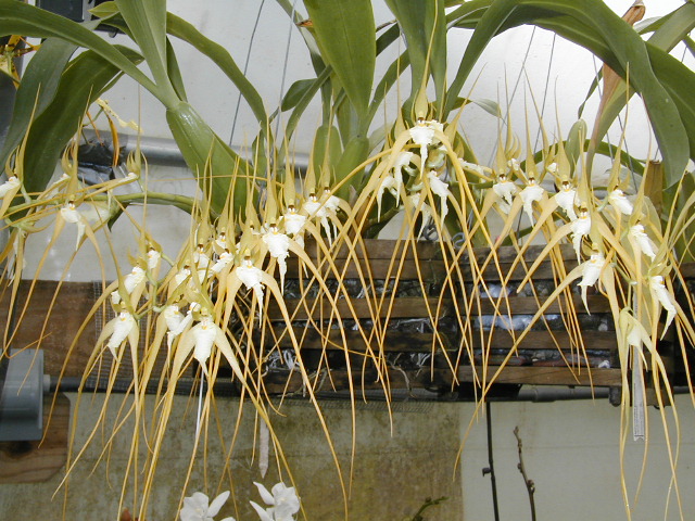 orquidea Brassia caudata